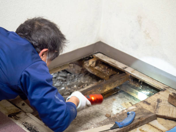 Best Insurance-Related Mold Remediation in St Paul, MO