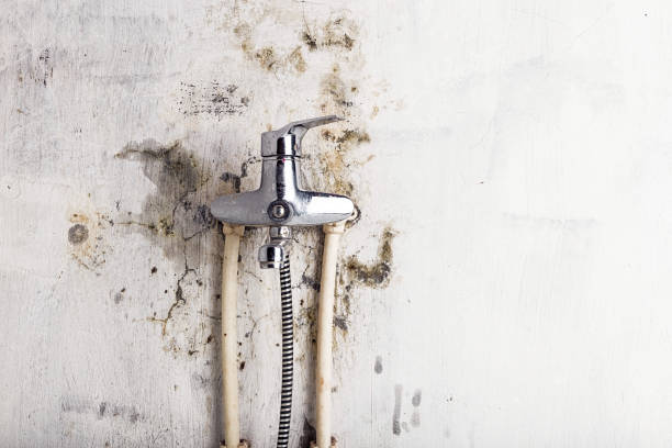 Best Emergency Mold Remediation in St Paul, MO