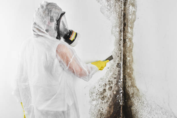 Best Kitchen Mold Remediation in St Paul, MO