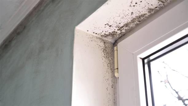 Best Residential Mold Remediation in St Paul, MO