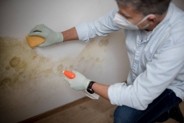 Best Post-Flood Mold Remediation in St Paul, MO