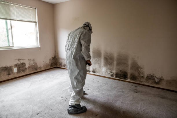 Best Attic Mold Remediation in St Paul, MO