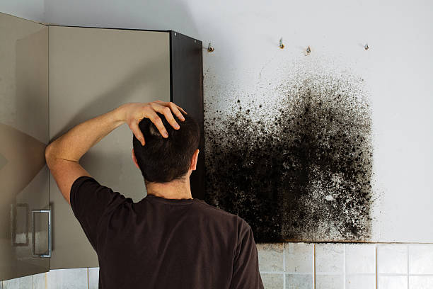 Best Insurance-Related Mold Remediation in St Paul, MO